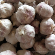 china fresh garlic for morocco